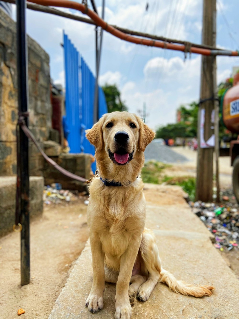 adult golden retriever sitting outdoors