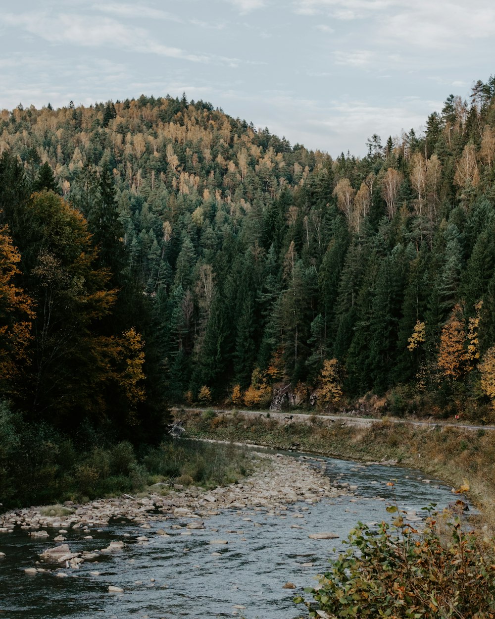 trees beside water stream