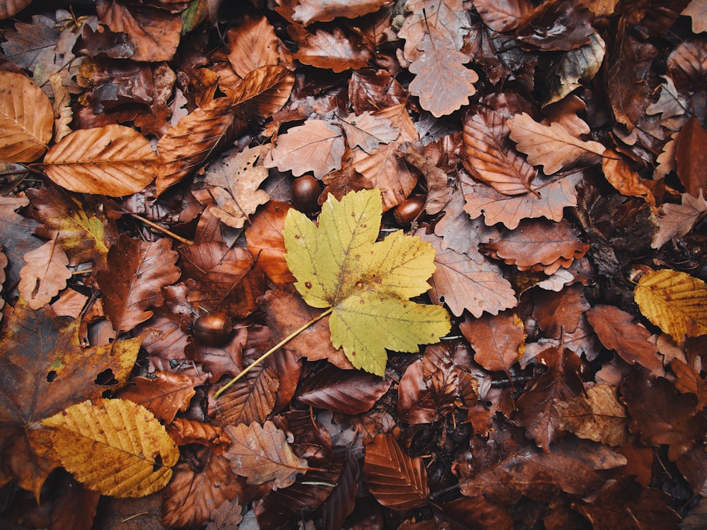 feuilles d’érable vertes et brunes sur le sol