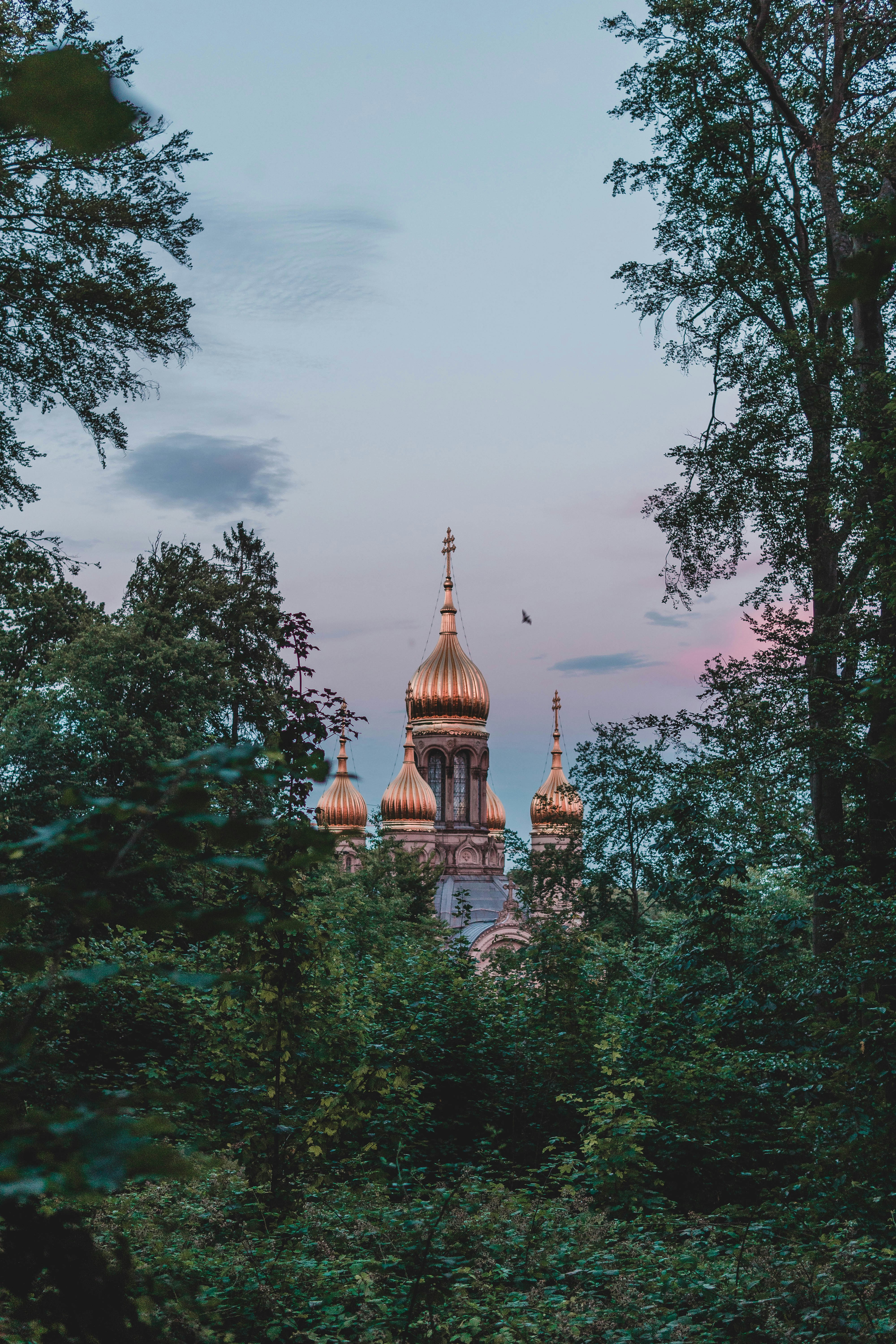Alberi vicino a Brown Castle