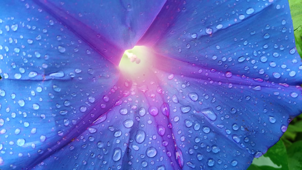 macro photography of water drops on purple flower