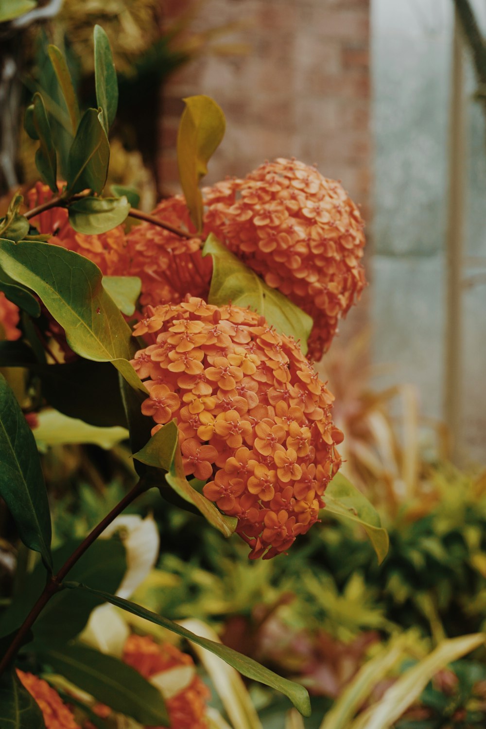 shallow focus photo of orange flowers