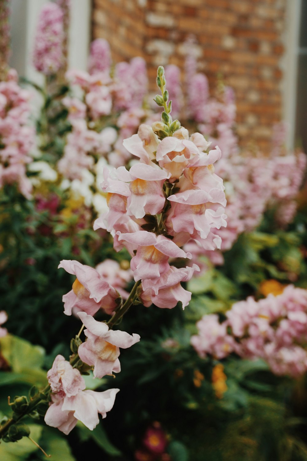 pink petaled flowers