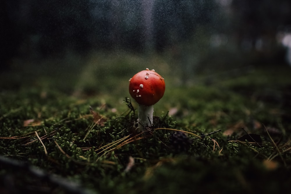 red mushroom