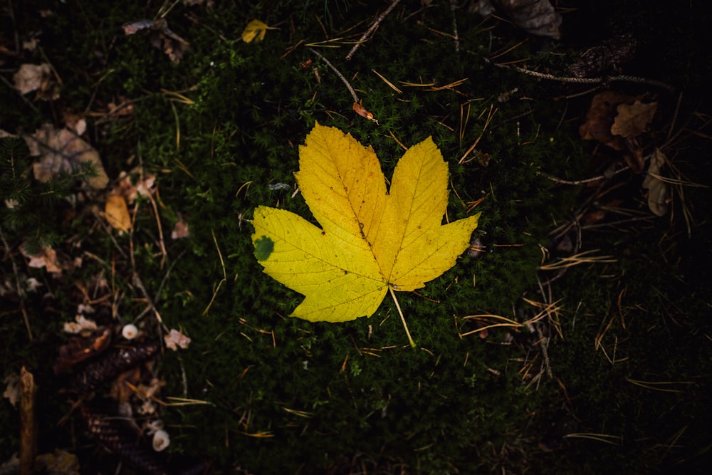 yellow leaf