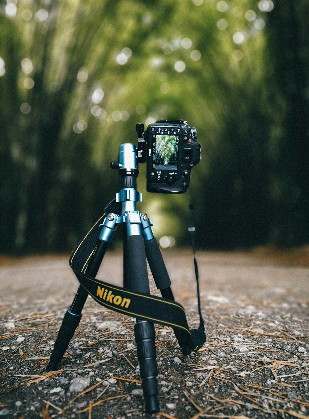 camera on tripod in the middle of the road surrounded with trees during day