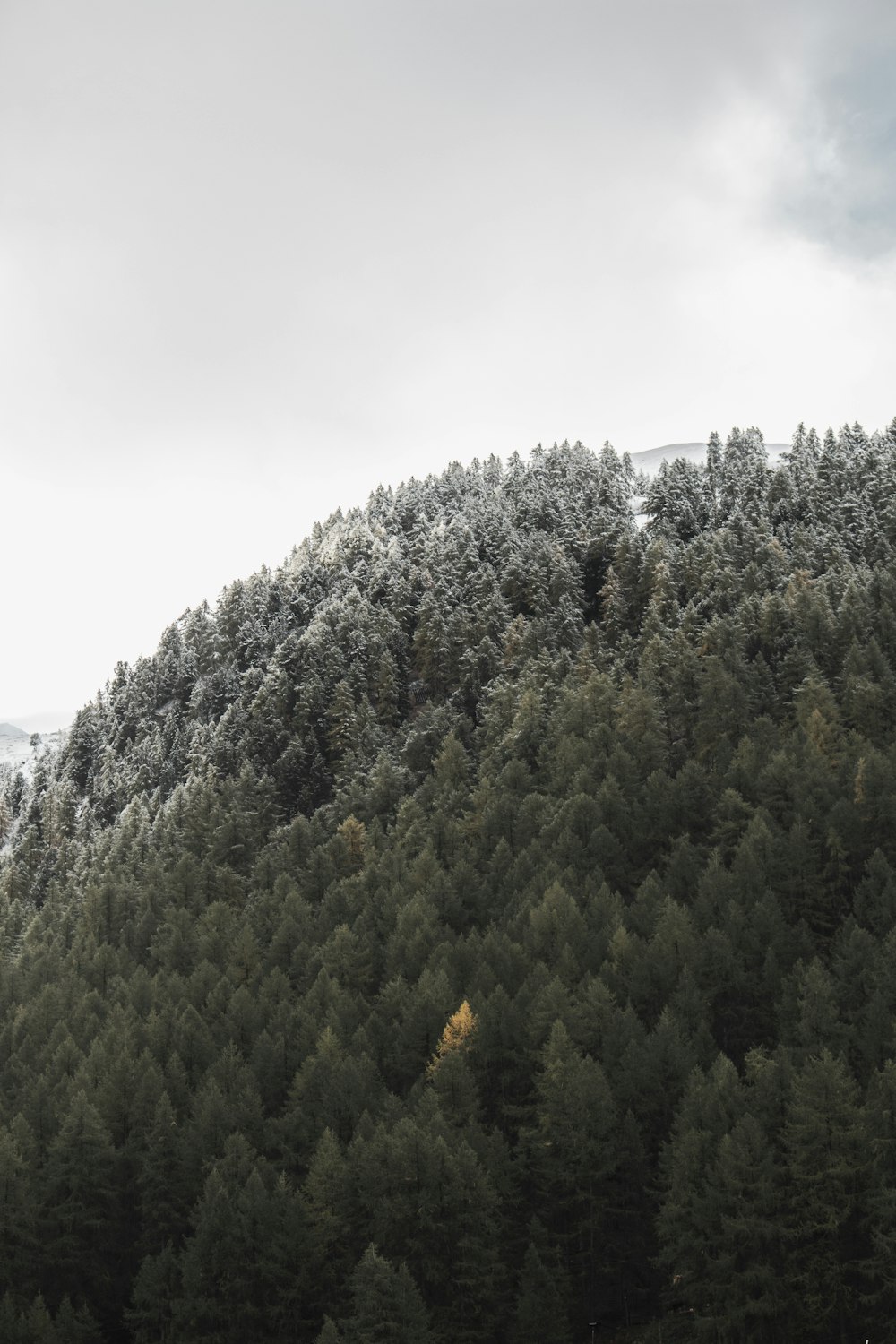 aerial view of trees