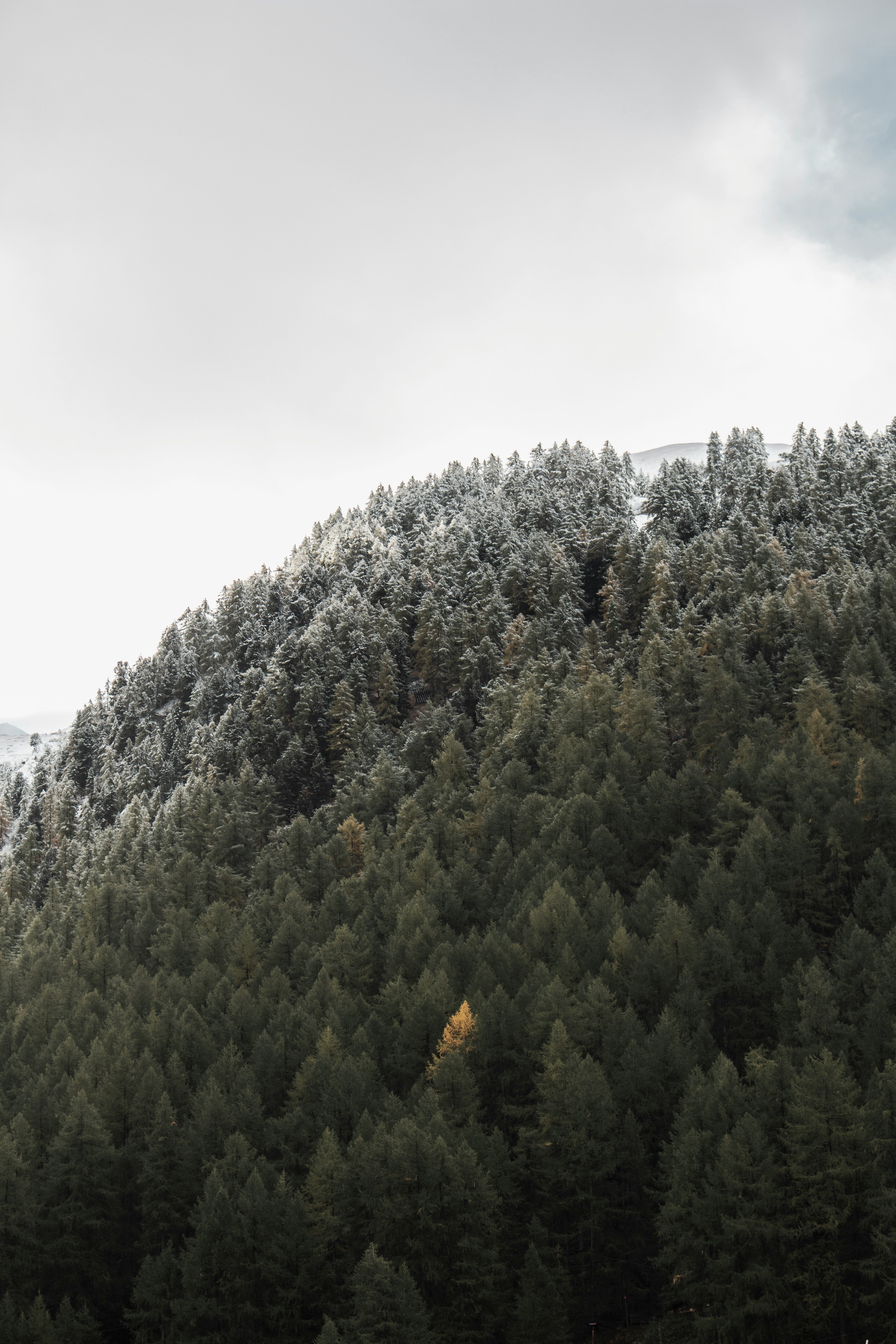 aerial view of trees