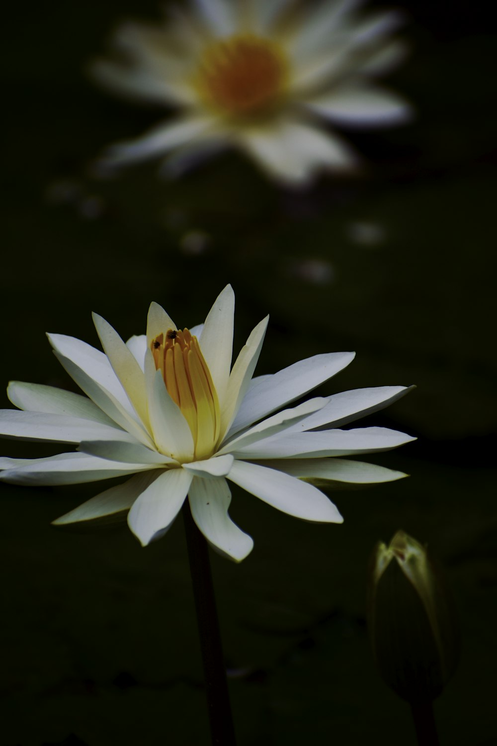 white flowers