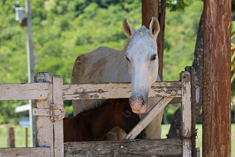 white horse in fence