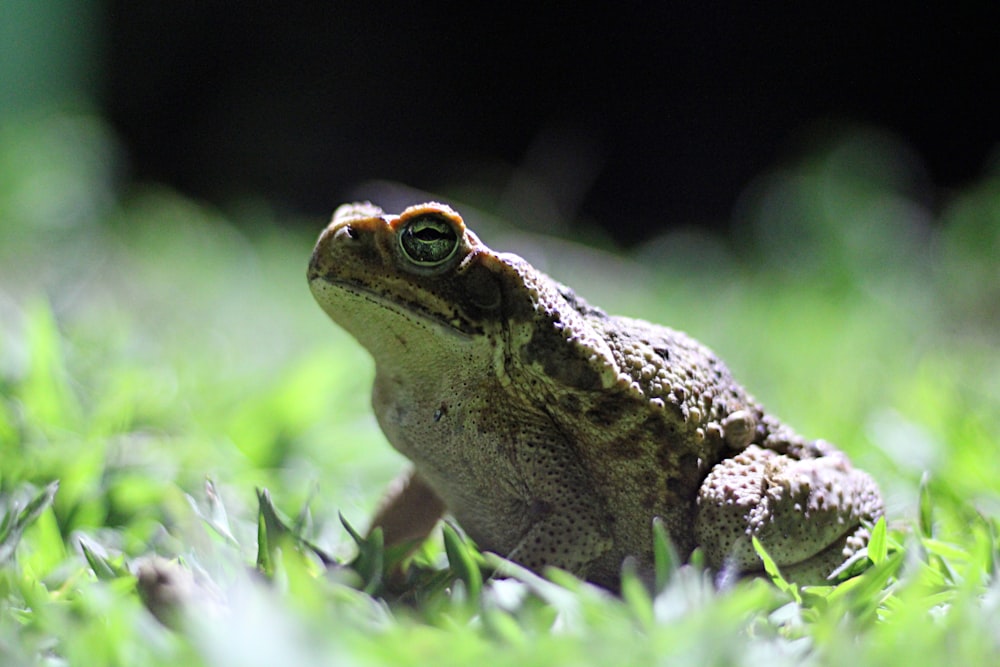 brown frog