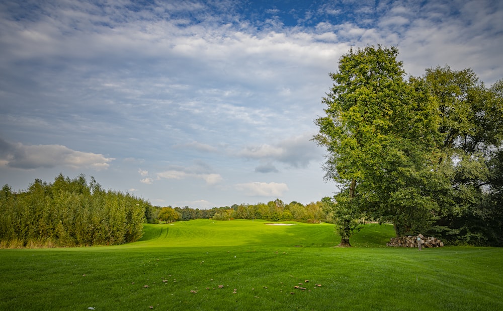 green grass field