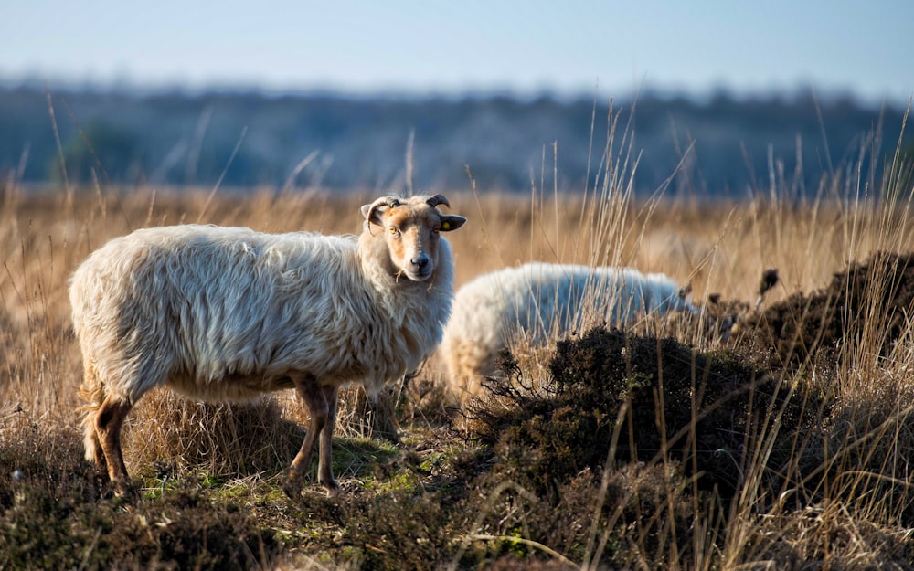 two white sheeps