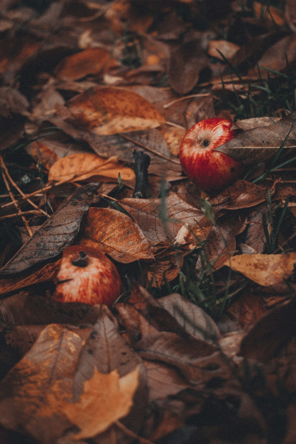 fruits et feuilles fanés dans le sol