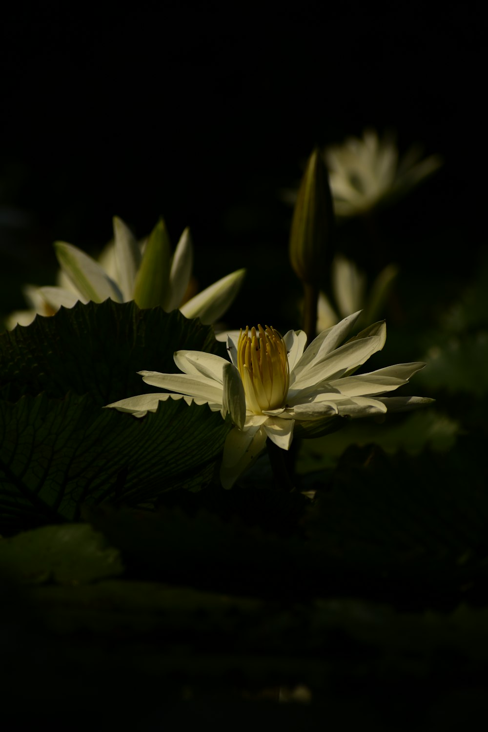 white waterlily flower