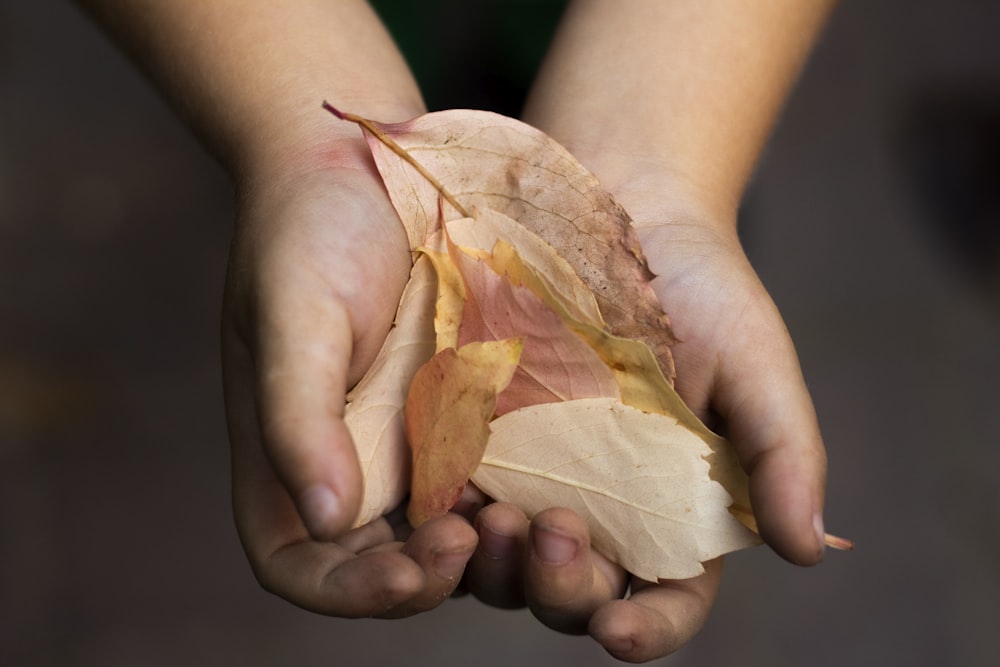 Person mit braunem Blatt