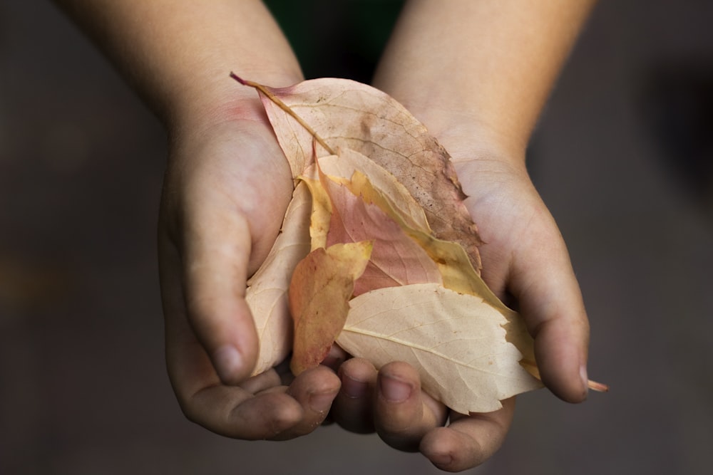person holding brown leaf lot