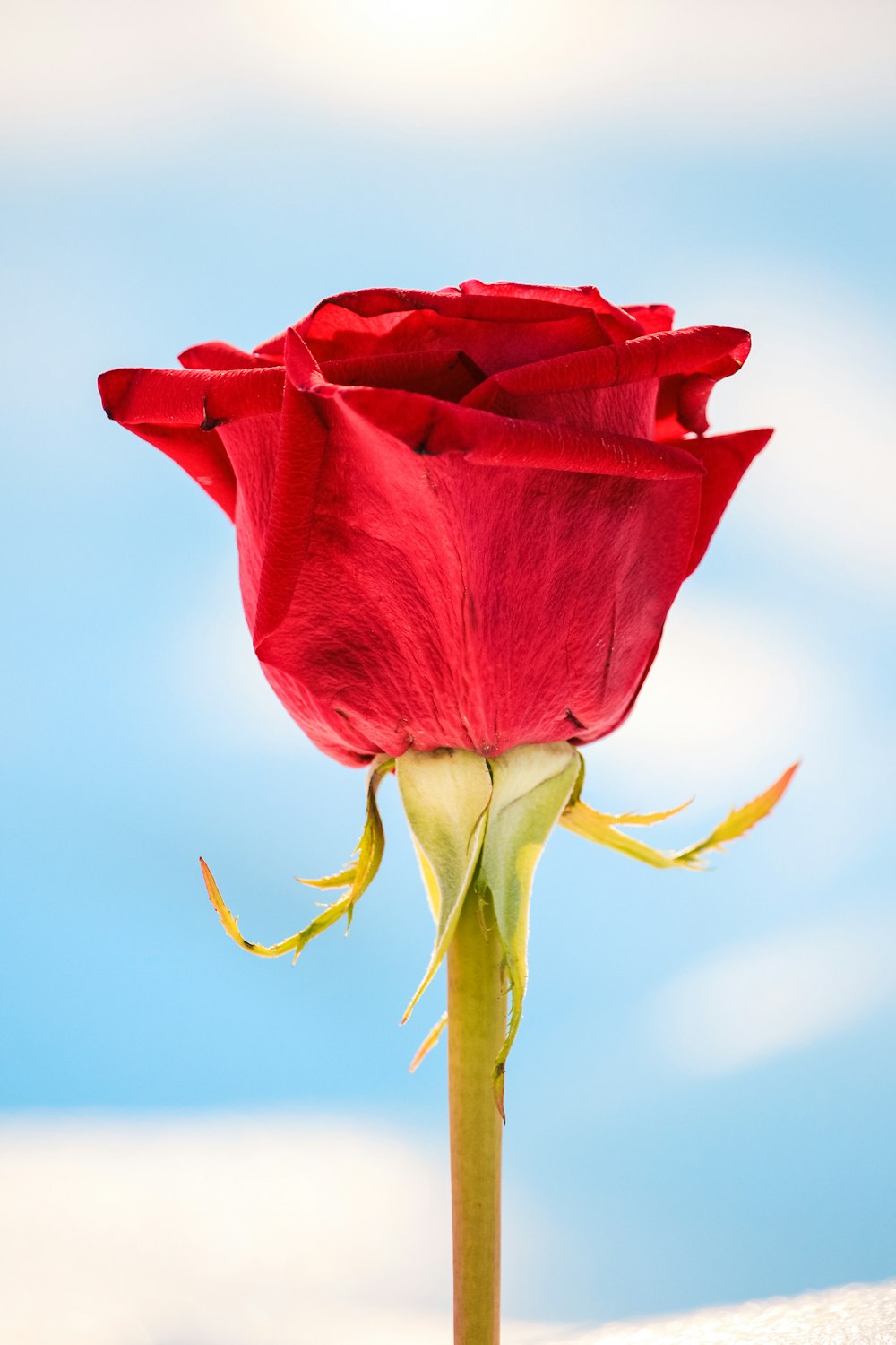 Red rose photo – Free Flower Image on Unsplash