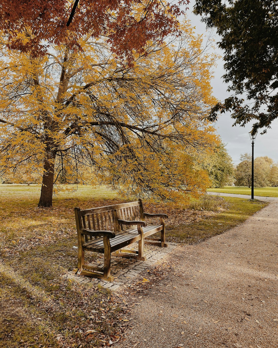 brown wooden bench under brown leafed tree