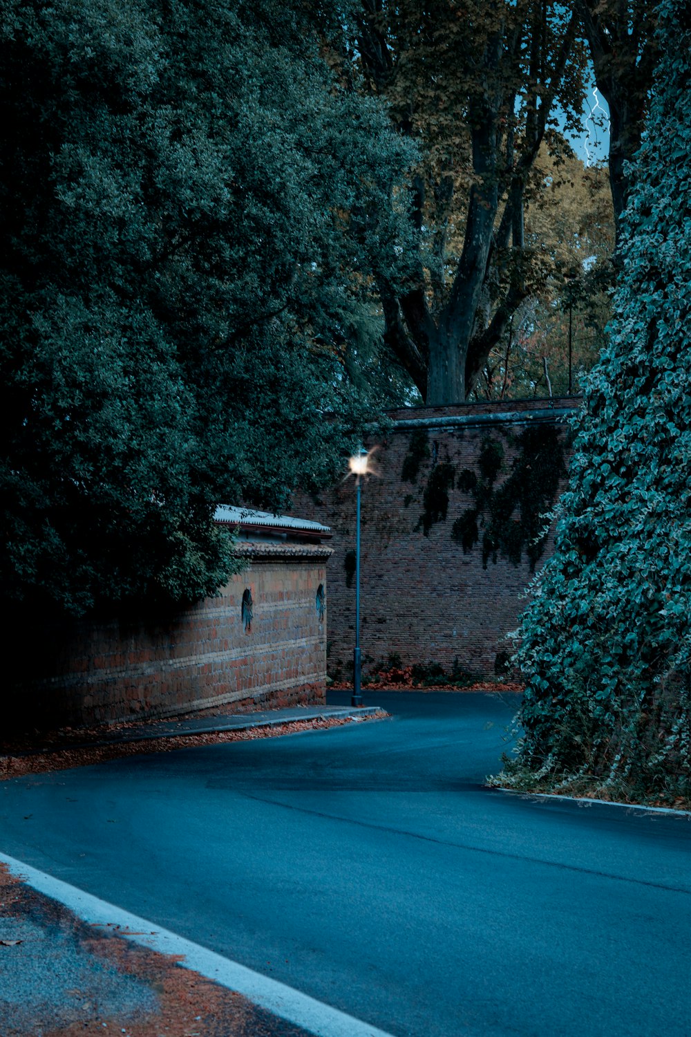 tree beside road