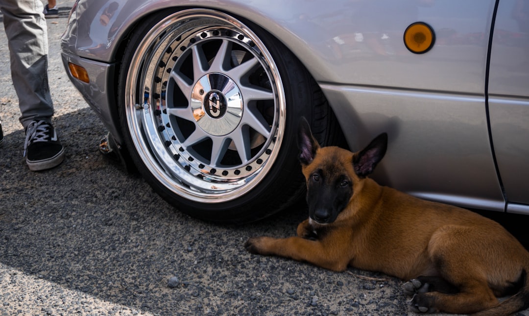 ¿Por qué los perros persiguen coches (y cómo detenerlos)?