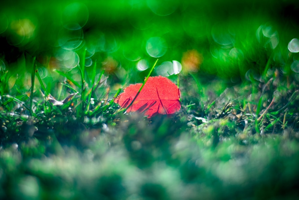 macro photography of pink flower on grass