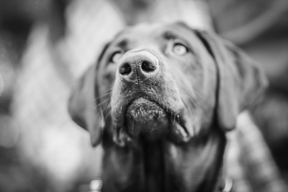 gray dog in close-up photo