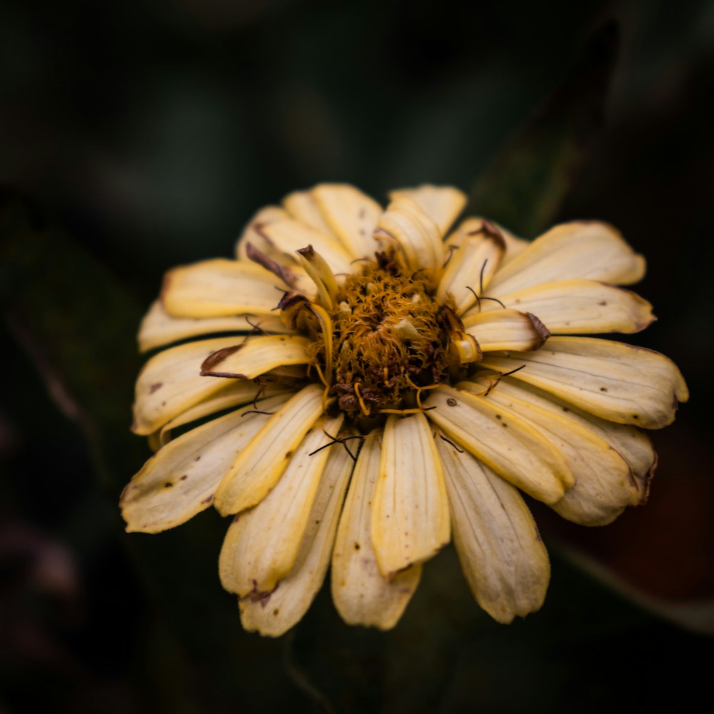selective focus photography of white-yellow petaled flower