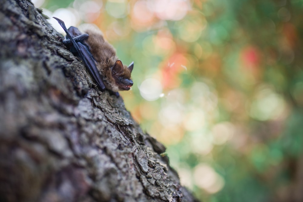 brown bat on tree trunk in selective focus photography