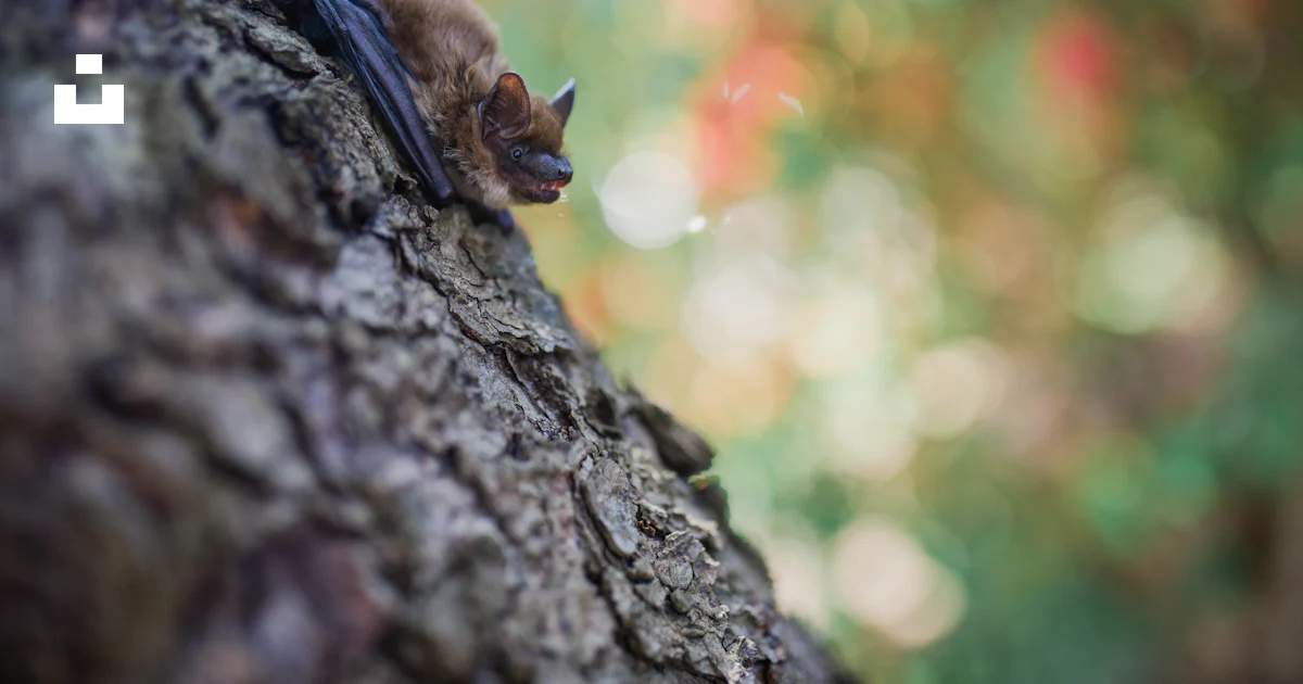 Brown bat on tree trunk in selective focus photography photo – Free ...