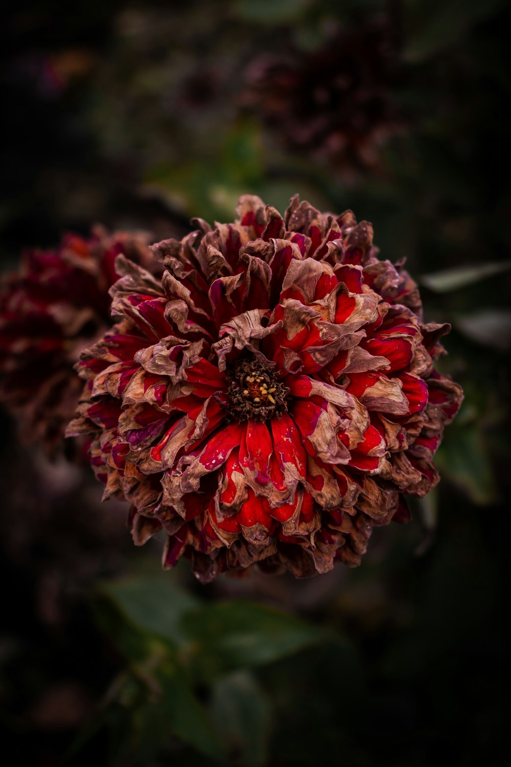 Flor de racimo rojo y marrón durante el día