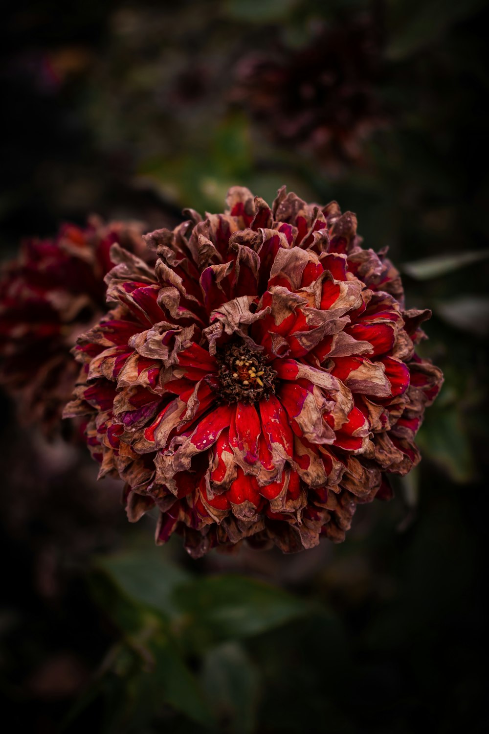 red and brown cluster flower during daytime