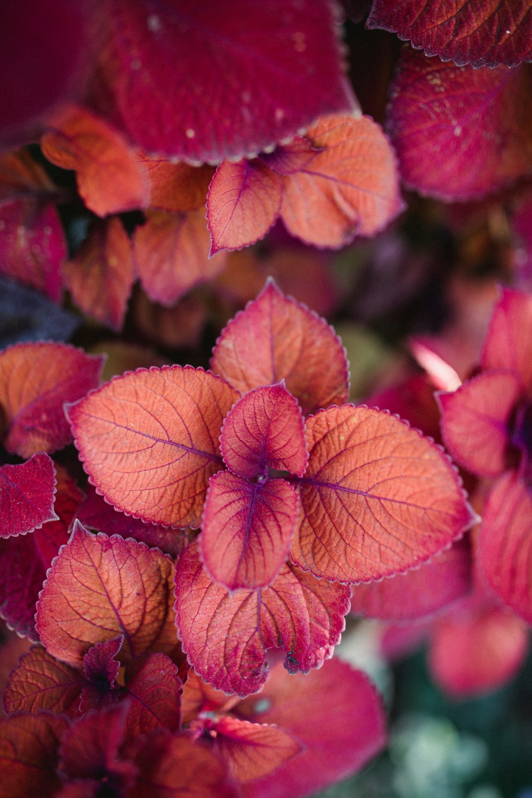 red plants