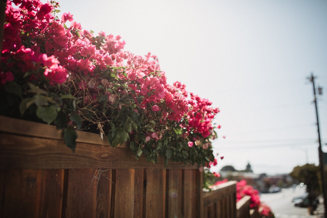 flowers beside wooden fence during day