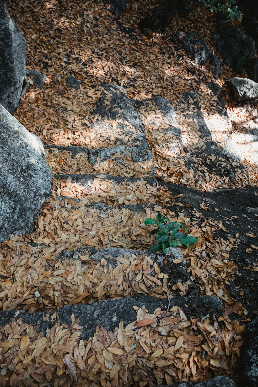 brown leaves on ground during daytime