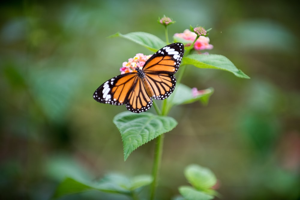 borboleta empoleirada na flor