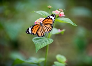 butterfly perched on flower