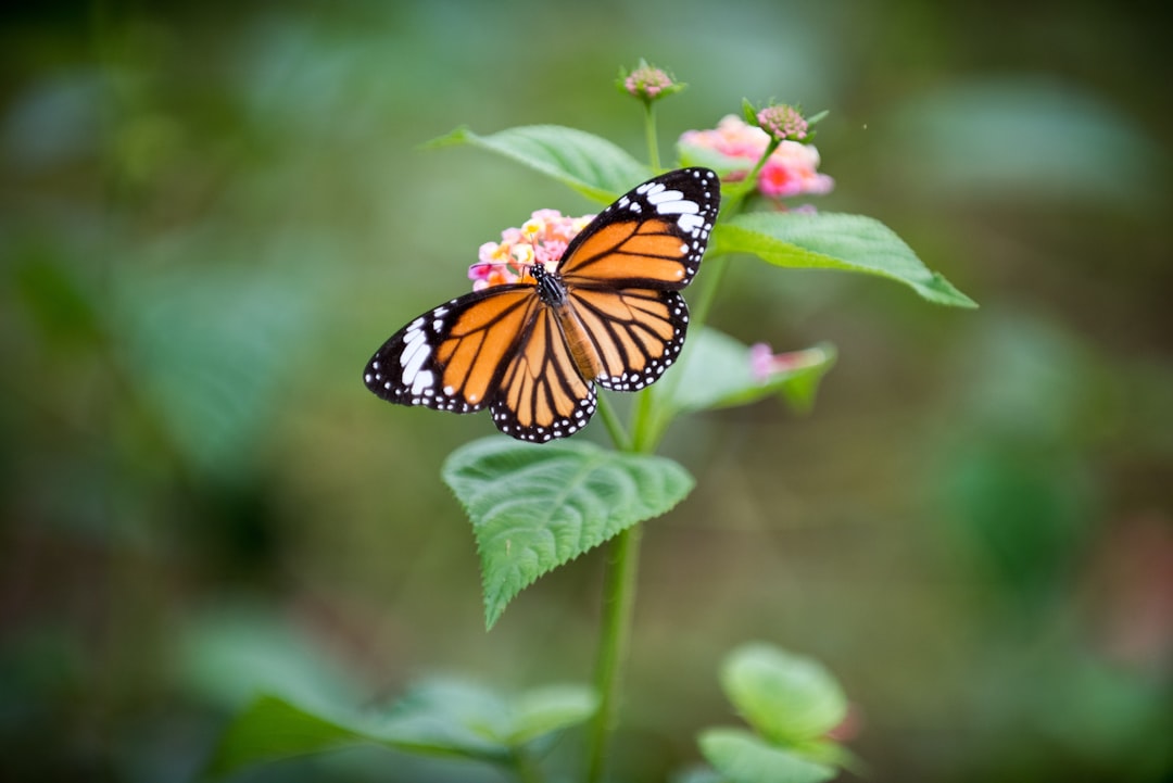Photo de papillon par Daniel Klein