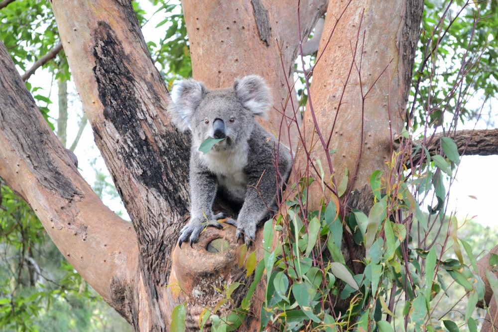 koala bear on tree