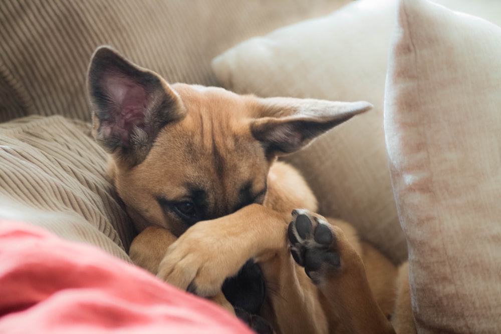 brown short-coat dog lying on