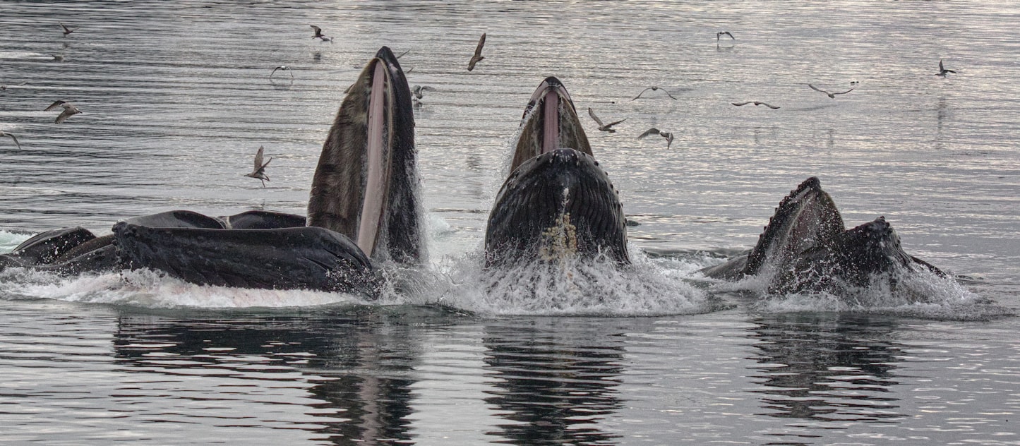 La baleine - Mémoires d'Océans