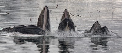 black whale sea life teams background