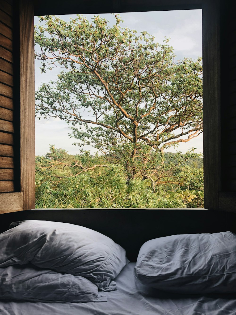 view of a green-leafed tree from an open window