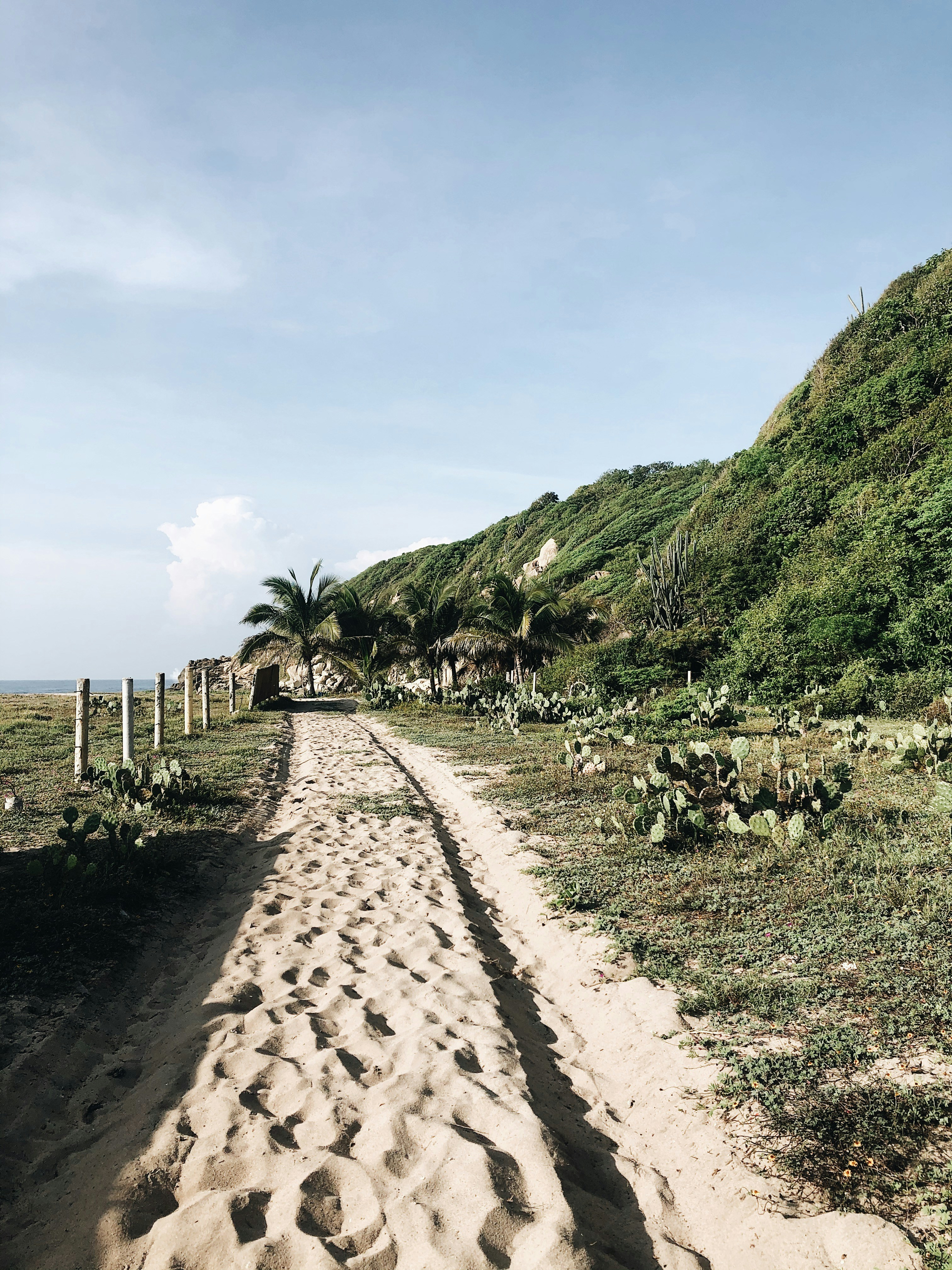 palm trees on road