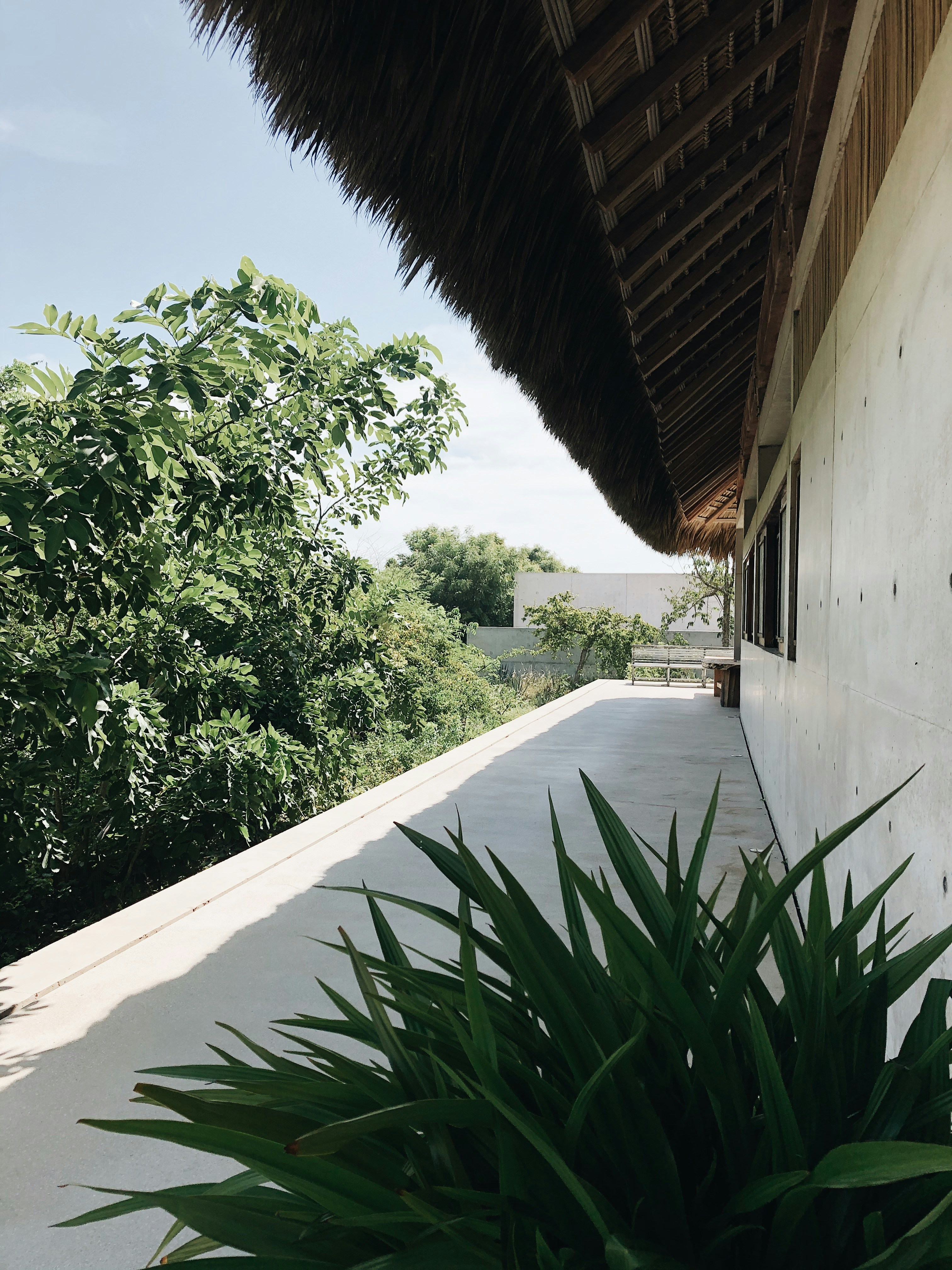 green leafy plant near sidewalk