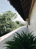 A modern building with a thatched roof extends over a lush, green landscape. The foreground shows a patio or walkway with large leafy plants. The building wall is simple and light-colored, adding to the serene atmosphere.