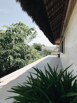 A modern building with a thatched roof extends over a lush, green landscape. The foreground shows a patio or walkway with large leafy plants. The building wall is simple and light-colored, adding to the serene atmosphere.