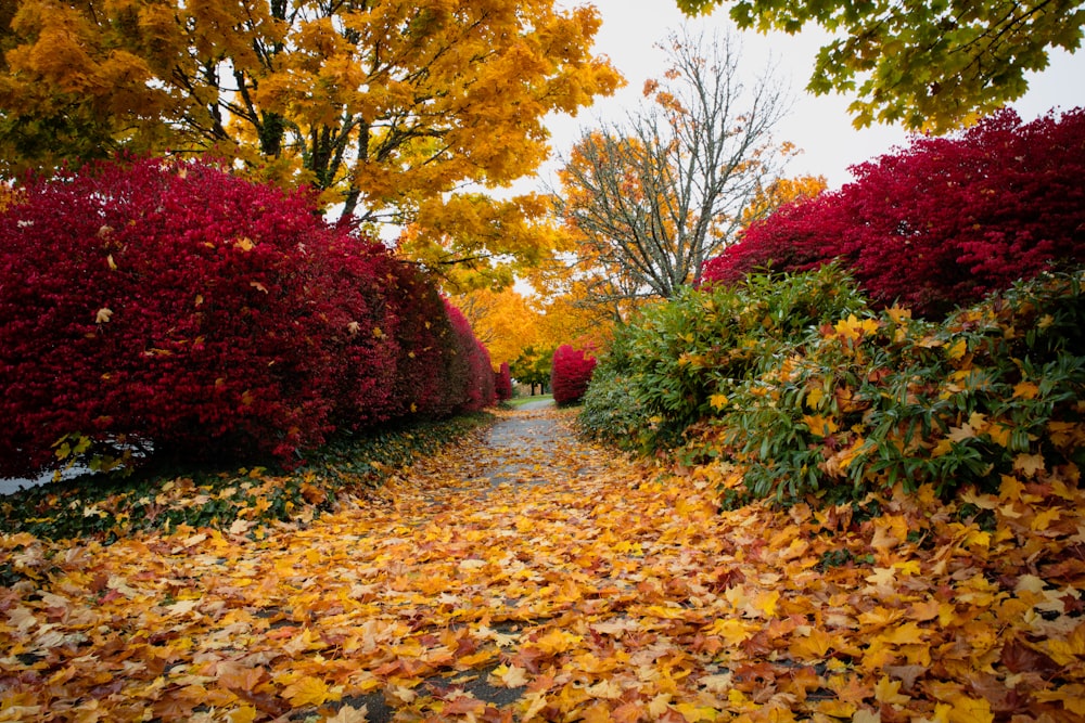 low-angle photography of an aisle in the garden