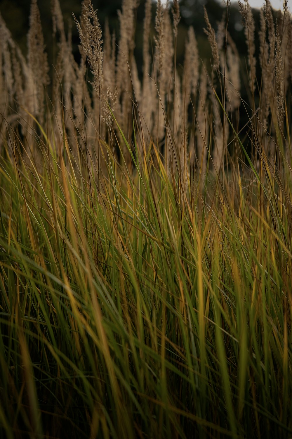 green grass in close-up photo