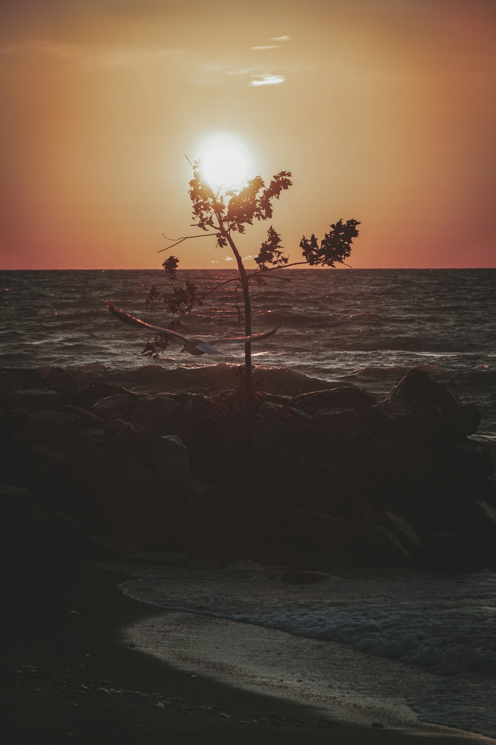 silhouette photography of plant during golden hour